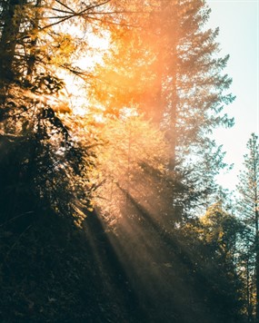 逆光非主流树林图片
